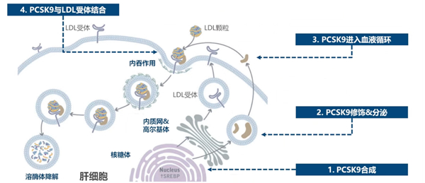 诺华13.jpg